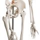 JAGO Emberi csontváz makett 181,5 cm