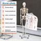 JAGO Emberi csontváz makett 181,5 cm
