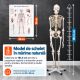 JAGO Emberi csontváz makett 181,5 cm