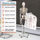 JAGO Emberi csontváz makett 181,5 cm
