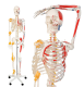 JAGO Emberi csontváz makett 181 cm