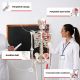 JAGO Emberi csontváz makett 181 cm