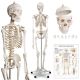 JAGO Emberi csontváz makett 181,5 cm